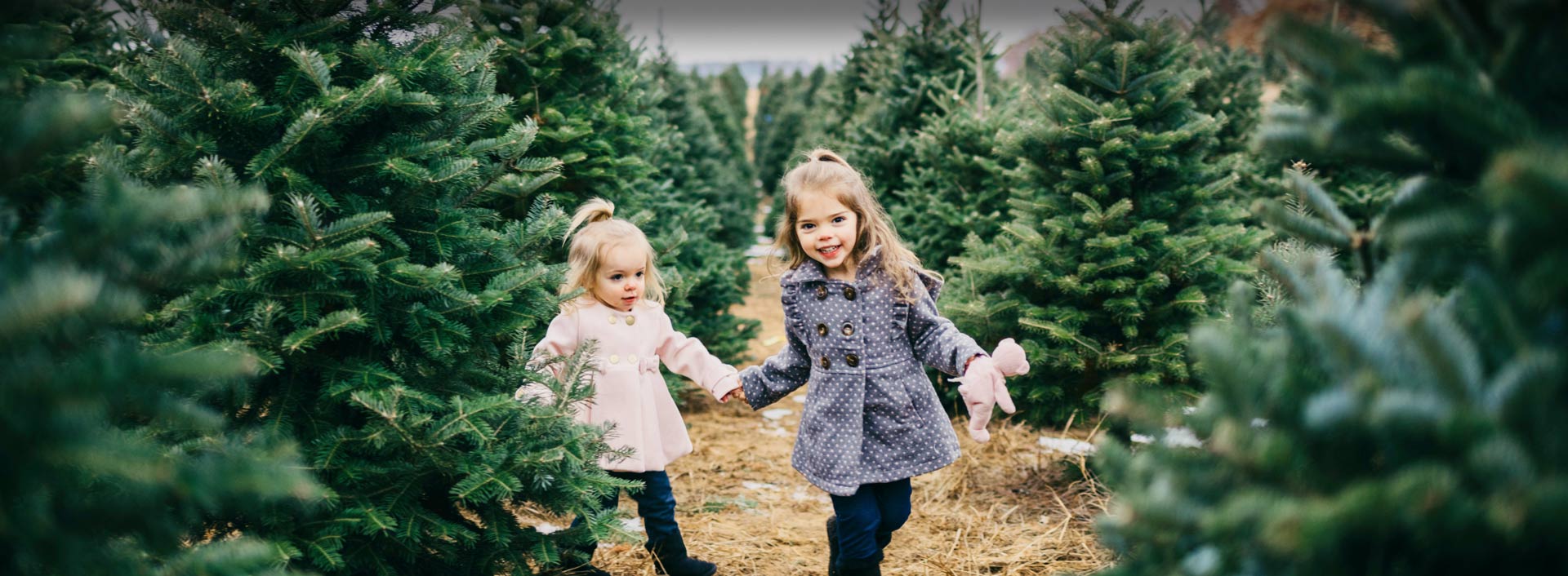 Retail Christmas Trees