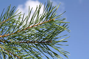 scotch pine needles