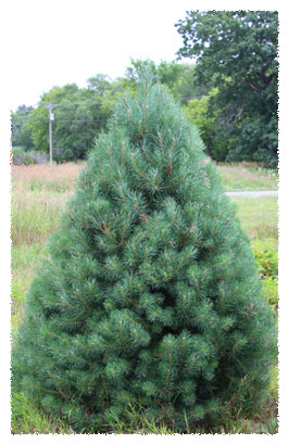 scotch pine tree